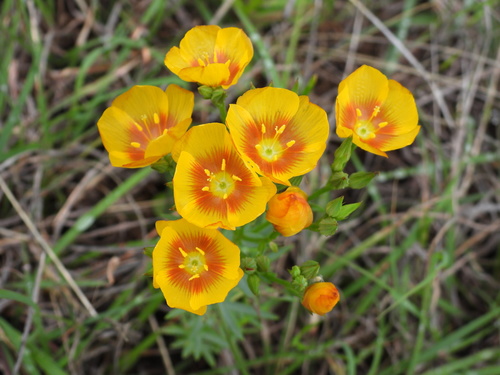 Linum rigidum observed 2021-05-01
