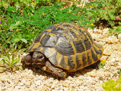 Testudo hermanni