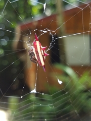 Gasteracantha fornicata