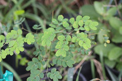 Erythrostemon mexicanus