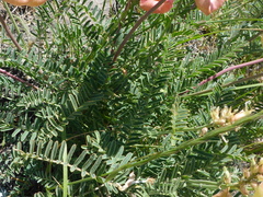 Astragalus curtipes