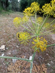 Apieae