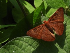 Emesis mandana