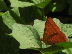 Emesis mandana