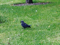 Corvus monedula
