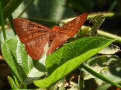 Emesis mandana