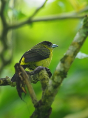 Ramphocelus flammigerus icteronotus