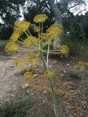 Apieae