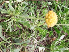 Gaillardia megapotamica megapotamica