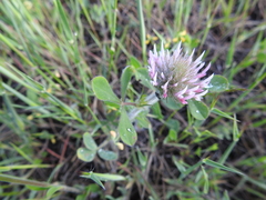 Trifolium hirtum
