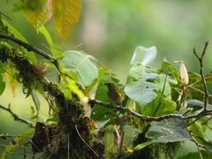 Euphonia xanthogaster