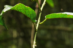 Rubus pyrifolius