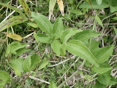 Cocculus orbiculatus