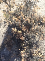 Quercus × undulata