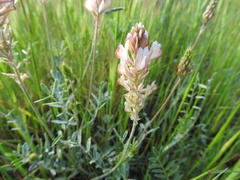 Onobrychis humilis matritensis