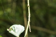 Rubus pyrifolius