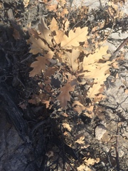 Quercus × undulata