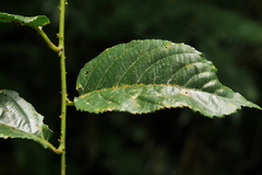 Rubus pyrifolius