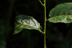 Rubus pyrifolius
