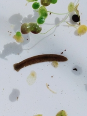 Continenticola