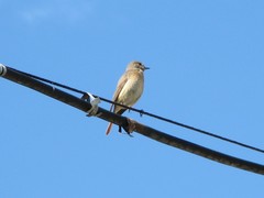 Phoenicurus phoenicurus