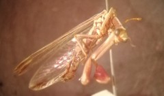 Paramantispa prolixa