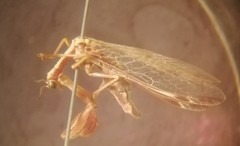 Paramantispa prolixa