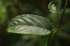 Rubus pyrifolius