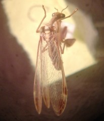 Paramantispa prolixa