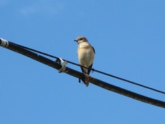 Phoenicurus phoenicurus