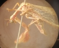 Paramantispa prolixa