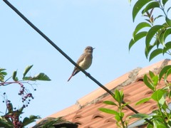 Phoenicurus phoenicurus