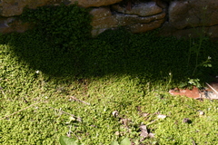 Soleirolia soleirolii