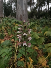 Acanthus mollis