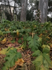 Acanthus mollis