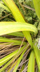 Austroderia splendens