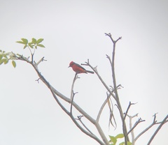 Pyrocephalus rubinus