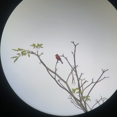 Pyrocephalus rubinus