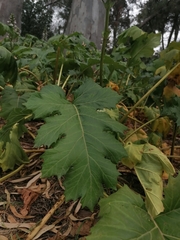 Acanthus mollis