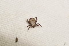 Dermacentor auratus