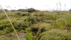 Austroderia splendens