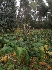 Acanthus mollis