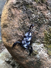 Chactas vanbenedenii