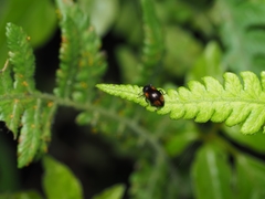 Plamius quadrinotatus