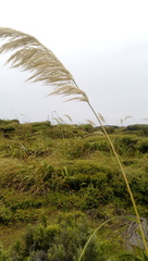 Austroderia splendens