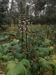 Acanthus mollis