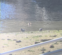 Columba livia domestica
