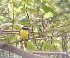 Megarynchus pitangua