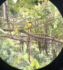 Megarynchus pitangua