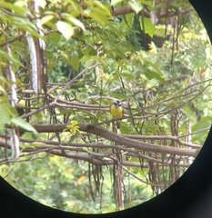 Megarynchus pitangua